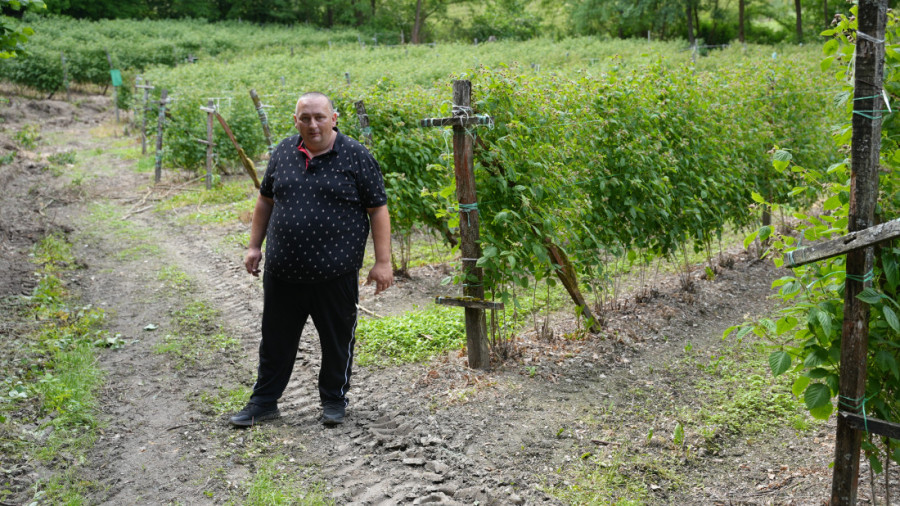 Najmanje 600 dinara očekujemo za kilogram: Malinar Mileta sprema se za berbu malina - radnici mahom stižu iz inostranstva