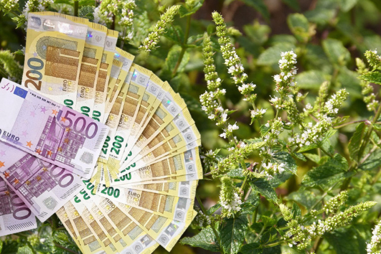 Jedan hektar ovoga može da donese pravo malo bogatstvo: Zarada ide i do 5.000 evra, a ulaganja nisu velika