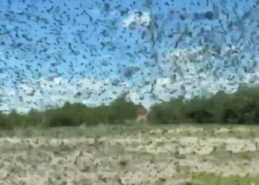 Nebo je pocrnelo od komaraca punih parazita: Ljudi bežali u automobile, prizori izgledaju kao smak sveta (VIDEO)