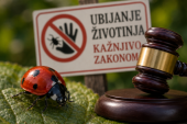 Nezgodan udarac po džepu! Ako ubijete ovu životinju u Srbiji, možete platiti i do milion dinara