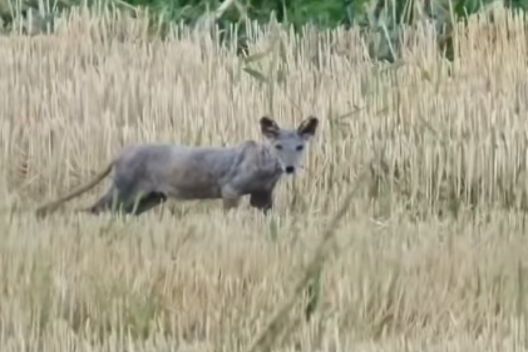 Misteriozna životinja u Mačvu: Snimljena u pšenici, meštani u panici (VIDEO)