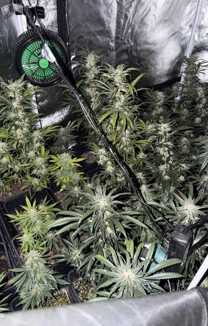 Plantaža u dvorištu! Evo šta je policija otkrila u Žablju (FOTO)