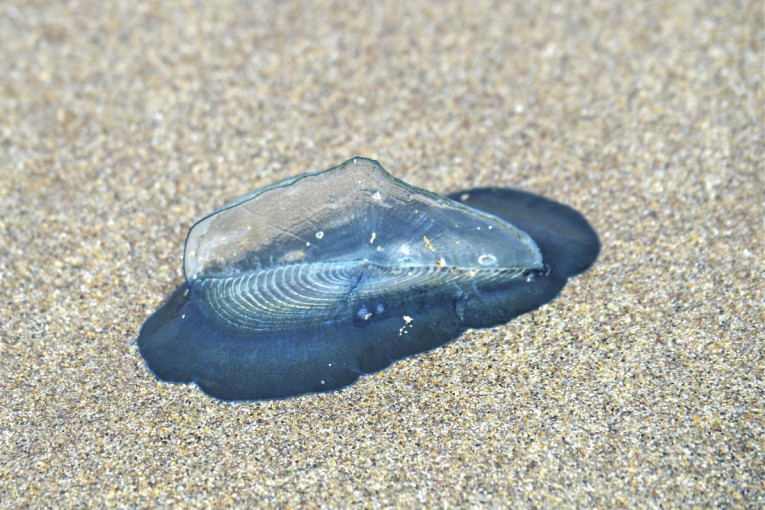 Neobičan prizor na obali: Plaže u Velsu prekrivene stotinama misterioznih morskih stvorenja (FOTO)