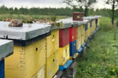Do 30 kilograma meda po košnici: Pčelari zadovoljni, a stiže i podrška države!