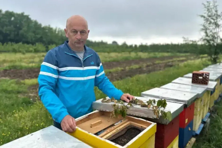 Do 30 kilograma meda po košnici: Pčelari zadovoljni, a stiže i podrška države!