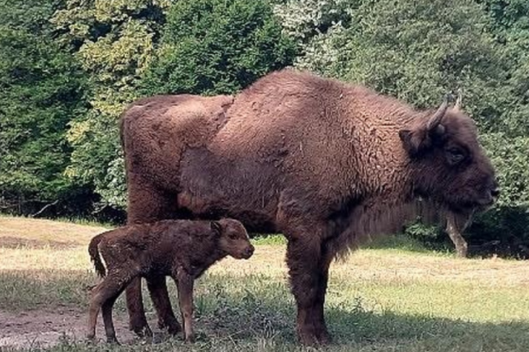 Rođeno novo mladunče bizona na Fruškoj Gori! Evo kako se zove