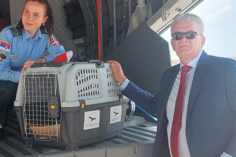 Preživeo otmicu i švercere, a sada vojnim avionom stigao u Srbiju: Feniks je srpski orao krstaš, a njegova priča je filmska (FOTO)