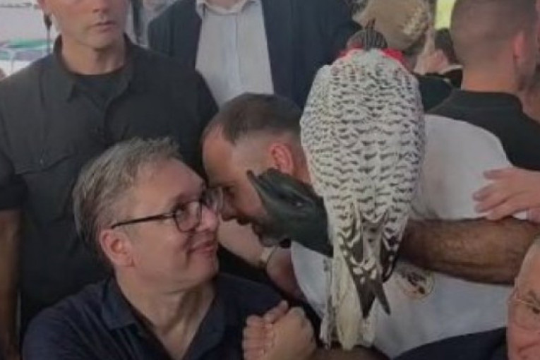 U Oplanićima i ženka arktičkog sokola: Klub "Kraljevih sokolara" iznenadio predsednika Vučića (VIDEO)