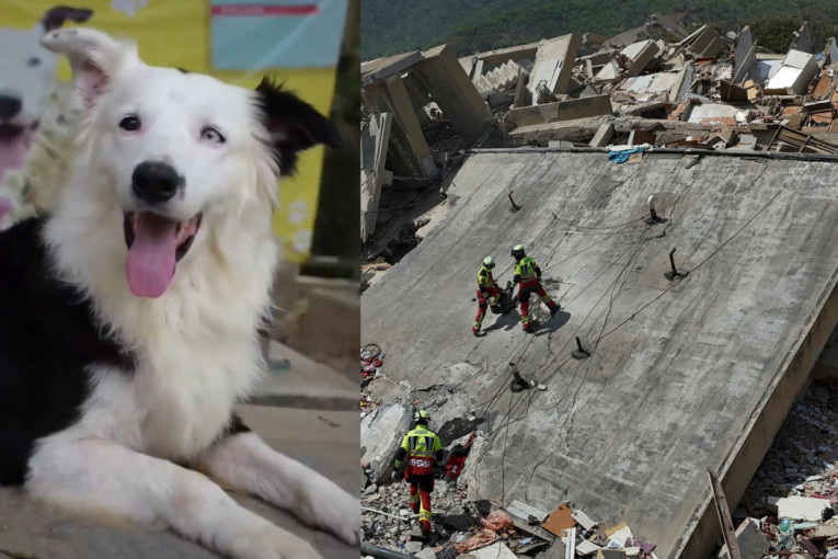 Pas spasilac postao heroj Venecuele: Izvukao 13 ljudi iz ruševina posle zemljotresa, svi bruje o Cunamiju (VIDEO)