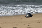 Misteriozne srebrne kugle pojavile se na plažama Australije: Strahovali da su bombe, otkriveno o čemu je reč