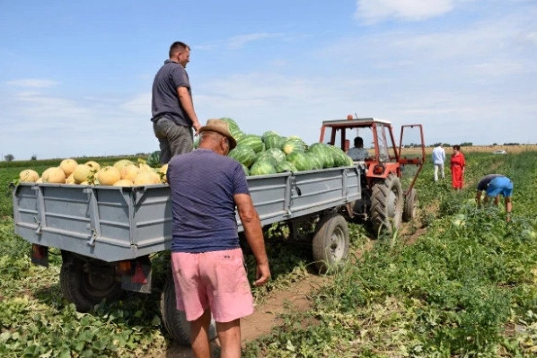 Sazrelo do pucanja: Domaćin iz Kovilja otkrio tajnu cenu lubenica (FOTO)