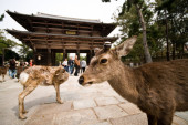 Japanski grad koji ne prestaje da oduševljava turiste: Mesto gde ljudi i divlji jeleni žive u savršenoj harmoniji (FOTO)