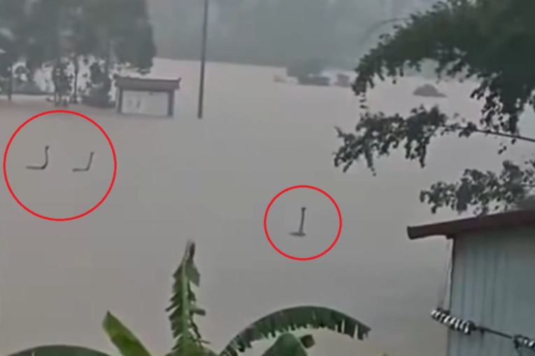 Grozota u Kini: Poplava oslobodila stotine zmija, kobre plivaju na sve strane (VIDEO)