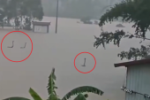 Grozota u Kini: Poplava oslobodila stotine zmija, kobre plivaju na sve strane (VIDEO)