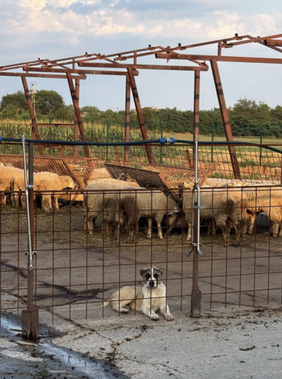 Od boksa do stada ovaca: Veljko Ražnatović potpuno promenio život, mnogi se pitaju samo jedno