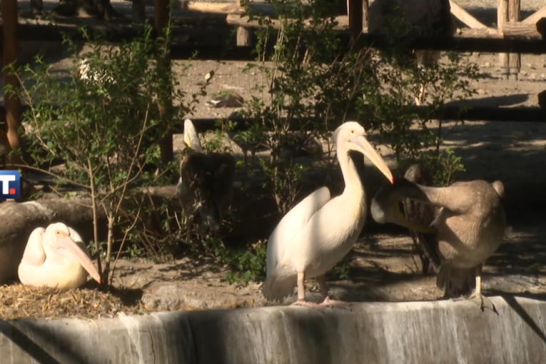 Svi ih gledaju i fotografišu: Porodica pelikana i Humboltov pingvin postali zvezde Zoo vrta! (FOTO/VIDEO)