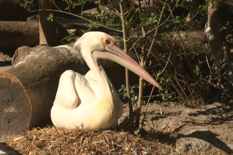 Svi ih gledaju i fotografišu: Porodica pelikana i Humboltov pingvin postali zvezde Zoo vrta! (FOTO/VIDEO)