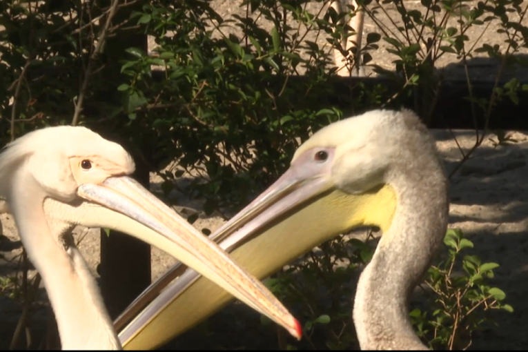 Svi ih gledaju i fotografišu: Porodica pelikana i Humboltov pingvin postali zvezde Zoo vrta! (FOTO/VIDEO)