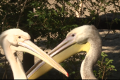 Svi ih gledaju i fotografišu: Porodica pelikana i Humboltov pingvin postali zvezde Zoo vrta! (FOTO/VIDEO)