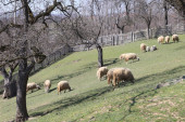 Nove cene stoke na pijacama u Srbiji: Prasad poskupela, evo koliko sada koštaju jagnjad i telad