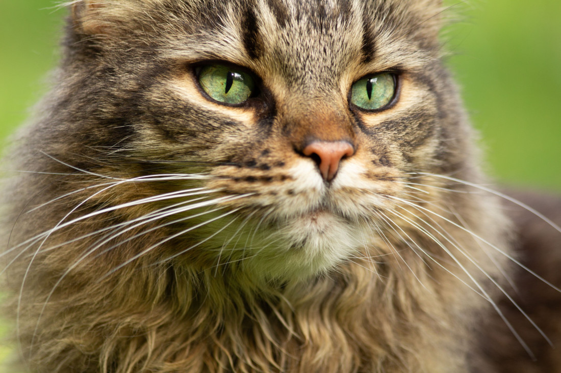 Vašoj mački opadaju brkovi? Evo kada nema razloga za brigu, a kada je vreme za veterinara