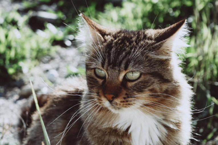 Vašoj mački opadaju brkovi? Evo kada nema razloga za brigu, a kada je vreme za veterinara