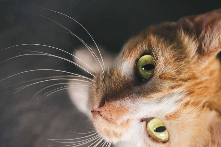 Vašoj mački opadaju brkovi? Evo kada nema razloga za brigu, a kada je vreme za veterinara