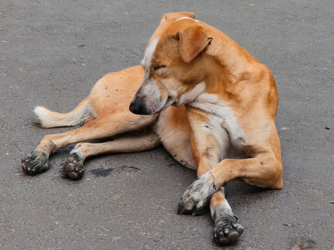 Ujed komarca deluje bezazleno? Ako primetite ove simptome kod psa, obavezno se obratite veterinaru za pomoć