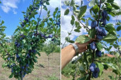 Rodila! Grane se savijaju pod plodovima, voćari kažu da ovakvu godinu dugo nisu imali