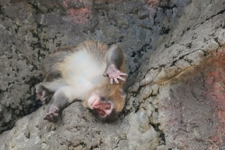 Srećan rođendan, Panče: Najpoznatije majmunče na svetu napunilo godinu dana, svet mu šalje ljubav! (FOTO/VIDEO)