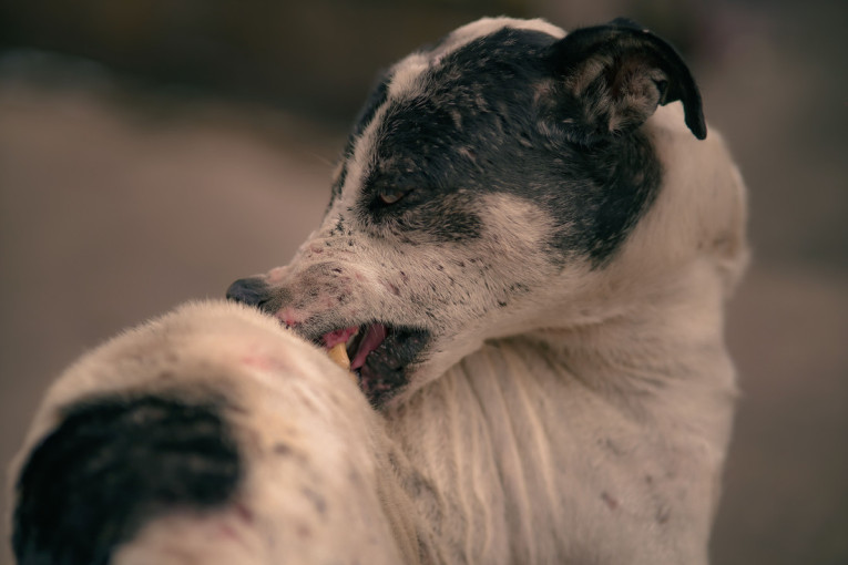 Otok, crvenilo ili ranica na koži: Kako da prepoznate šta je ujelo vašeg psa i kada je neophodna pomoć veterinara?