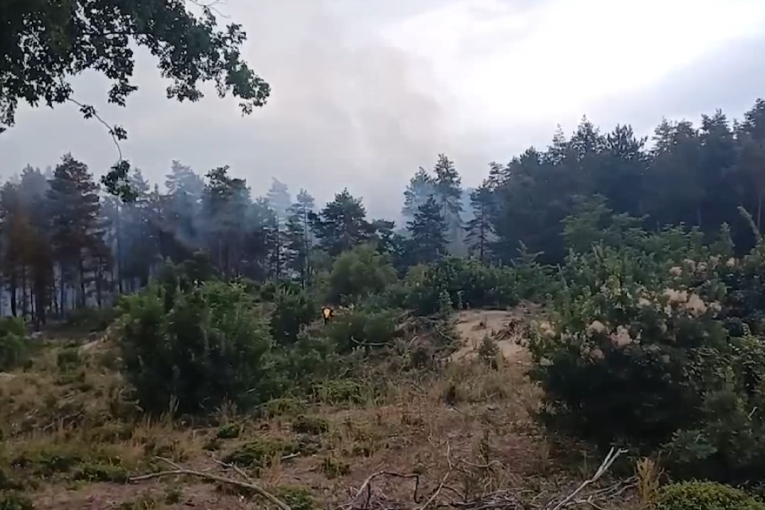 Blago Srbije u borbi za opstanak: Deliblatska peščara vapi za pomoć, naučnica otkrila kako sačuvati "Evropsku Saharu"