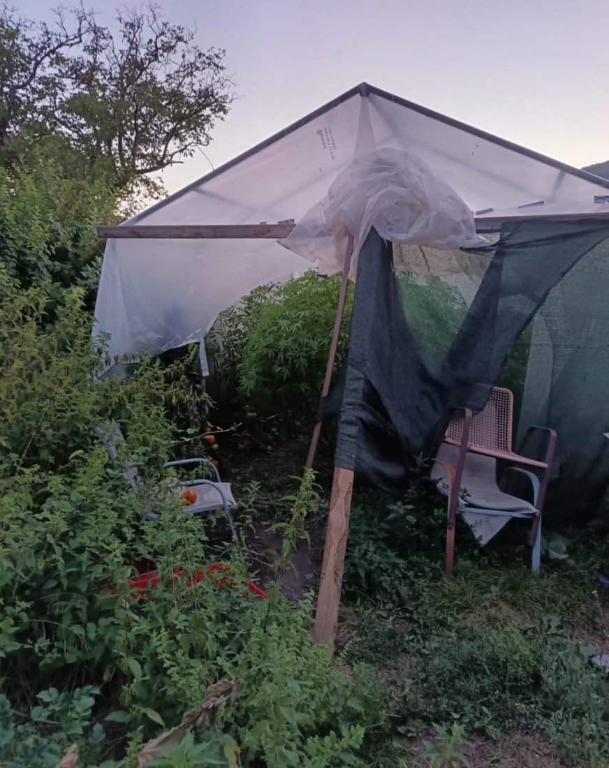Policija upala na imanje oca i sina: U plasteniku otkrivena plantaža marihuane (FOTO)