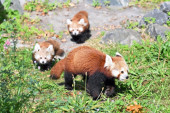 Dve retke crvene pande rođene u zoo vrtu u Kleveu!
