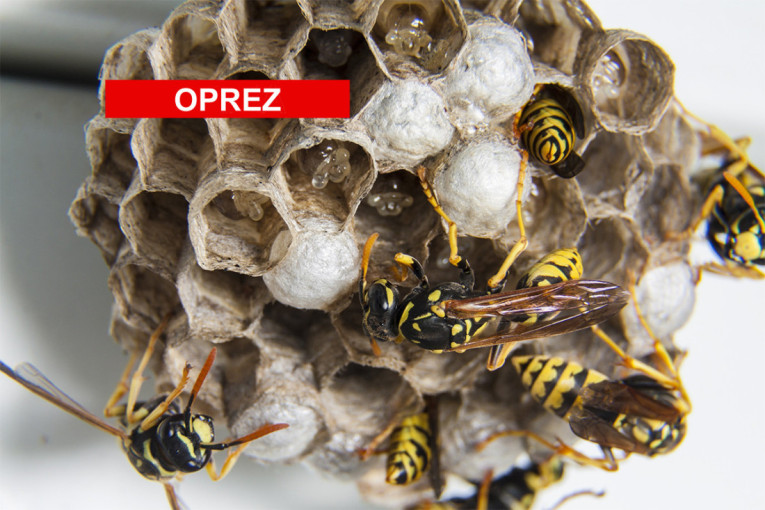 Stršljenovi prave gnezda širom Beograda: Evo kako da se zaštitite