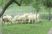 Uzbuna u novopazarskom kraju: Pojavile se opasne boginje kod ovaca i koza, stočarima se savetuje oprez