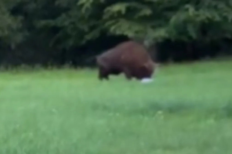 Umalo izgubio glavu zbog "selfija": Turista prišao bizonu da se slika, a onda... (VIDEO)
