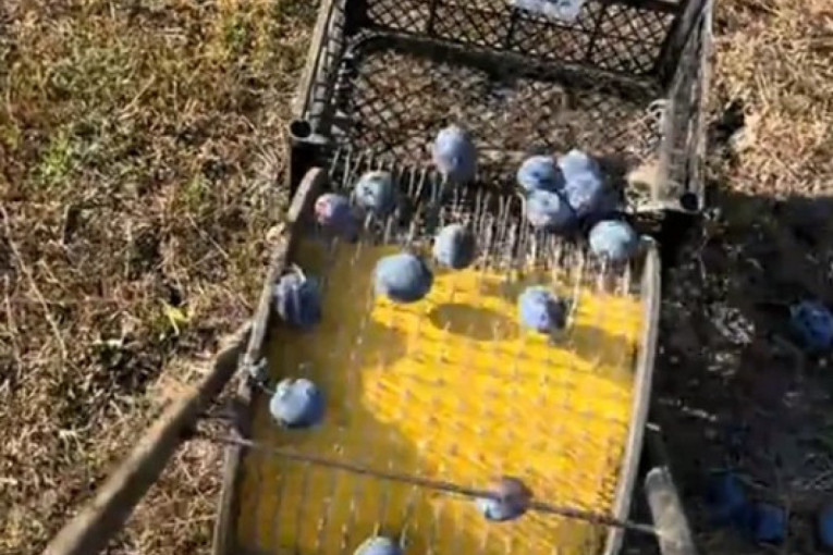 Zbog ove sprave više nema saginjanja! Pogledajte kako skuplja šljive, ljudi ne veruju svojim očima (VIDEO)