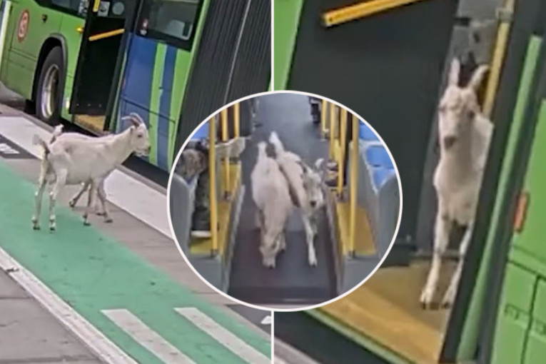 Nesvakidašnja scena usred jutarnjeg špica! Dve koze krenule na "posao" - ljudi, jel ovo moguće? (VIDEO)