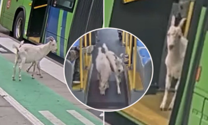 Nesvakidašnja scena usred jutarnjeg špica! Dve koze krenule na "posao" - ljudi, jel ovo moguće? (VIDEO)