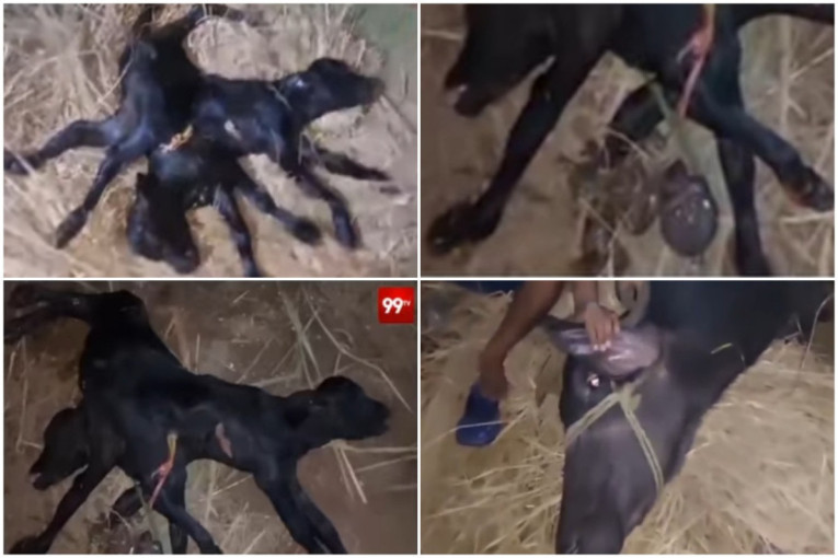 Celo selo zanemelo zbog prizora: Nakon što su veterinari otelili kravu ugledali su nešto o čemu nisu ni sanjali (VIDEO)
