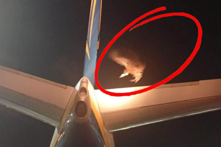 Incident na aerodromu: Beloglavi sup zaustavio poletanje aviona (FOTO)
