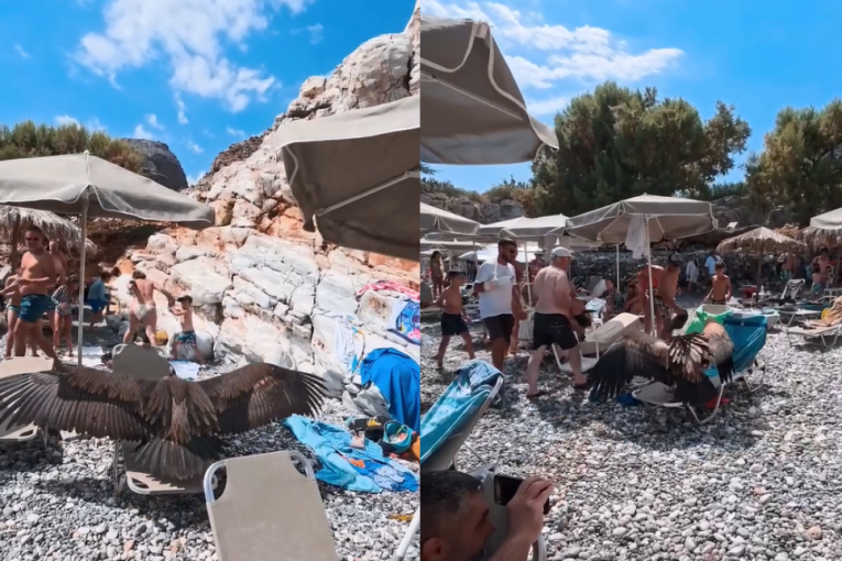 Lešinari opsedaju plaže u Grčkoj: Sleću na ležaljke i plaše turiste, objašnjeno i zbog čega (VIDEO)