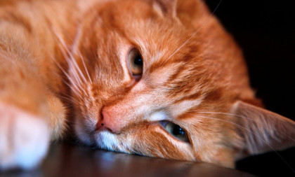 Ako radi ovo, odmah kod veterinara: 12 alarmantnih znakova da sa mačkom nešto nije u redu