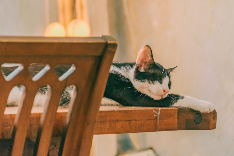 Kako da mački pružite dug i kvalitetan život? Pet saveta koje svaki vlasnik treba da zna