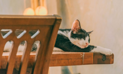 Kako da mački pružite dug i kvalitetan život? Pet saveta koje svaki vlasnik treba da zna