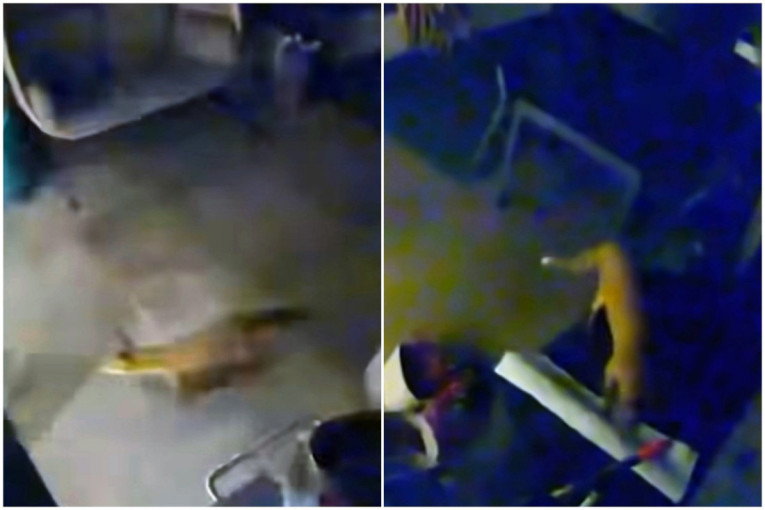 "Bilo je užasavajuće": Lisica ušla u kuću i našla tromesečnu bebu dok je majka spavala (VIDEO)