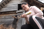 Jovana (20) nije htela da pobegne sa sela: Novac od malina uložila u 23 koze, a sada ima veliki plan za svoju budućnost