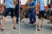 Jeziv napad leoparda u Nepalu: Pobegao iz kaveza i nasrnuo na radnika! (VIDEO)