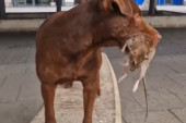Pacovi monstrumi preplavili Britaniju! Narasli do 40 centimetara, ljudi ih noću čuju kako gmižu kroz zidove (VIDEO)